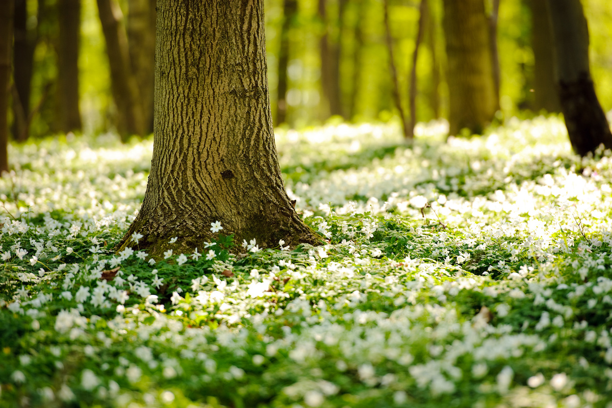 Orlandini est une société spécialisée dans l’élagage et l’abattage d’arbres en milieu urbain, ainsi que dans l’entretien de jardins et de parcs.