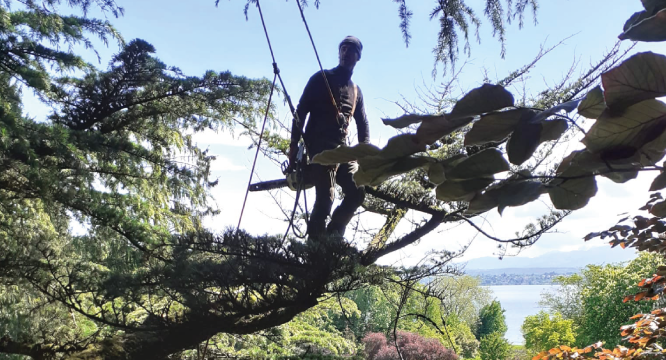 Orlandini est une société spécialisée dans l’élagage et l’abattage d’arbres en milieu urbain, ainsi que dans l’entretien de jardins et de parcs.